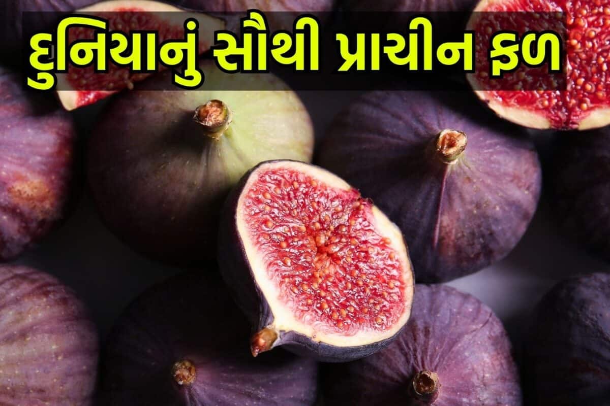 GK: દુનિયાનું સૌથી જૂનું ફળ કયું છે? 11,400 વર્ષ જૂનો છે ઇતિહાસ, આજે પણ દુનિયાભરમાં છે ભારે માંગ