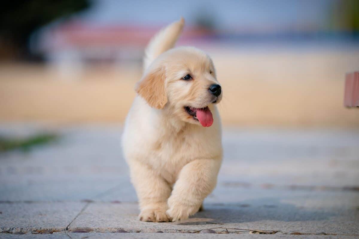 Dog Care Tips: માત્ર માણસો માટે જ નહીં, પાલતૂ કૂતરા માટે પણ ખતરનાક છે ગરમી, અપનાવો આ ટિપ્સ, નહીં તો પડી શકે છે બીમાર