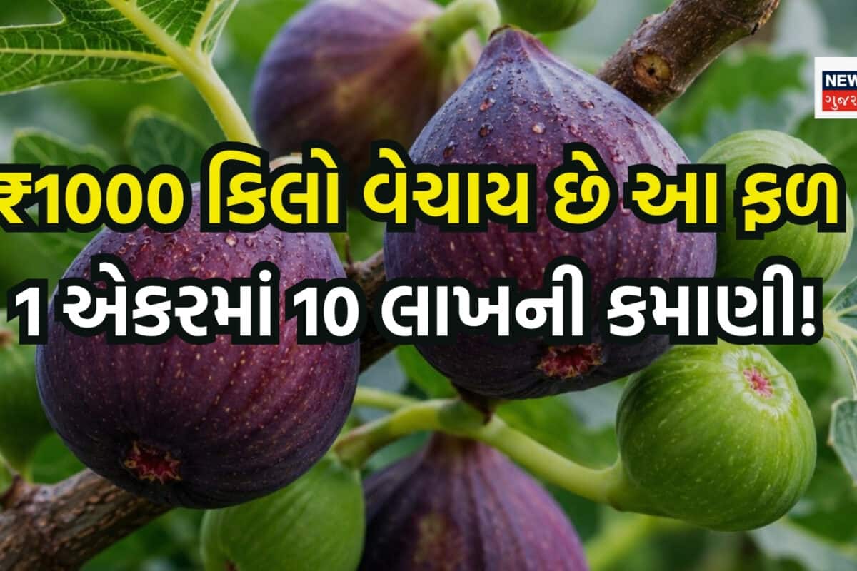 1000 રુપિયા કિલો વેચાય છે આ ફળ, એક એકરમાં ખેતી કરીને થઈ શકે છે 10 લાખ રુપિયાની કમાણી!