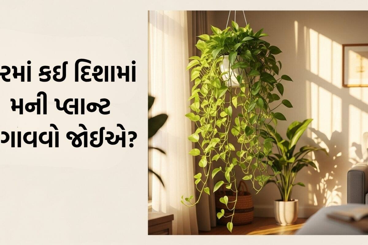 Money Plant Vastu Tips: ઘરની આ દિશામાં રાખો મની પ્લાન્ટ, તિજોરીમાં પૈસાનો થશે વરસાદ, ખોટી દિશા ભારે નુકસાન લઈને આવશે