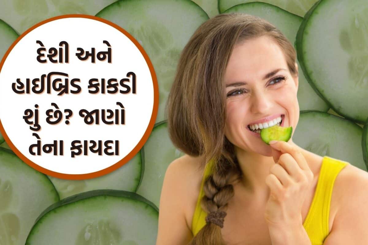 Desi vs Hybrid Cucumber: દેશી કે હાઈબ્રિડ? રોજ ખાવા માટે કઈ કાકડી વધુ સારી? જાણો બંને વચ્ચે શું છે અંતર અને ફાયદા