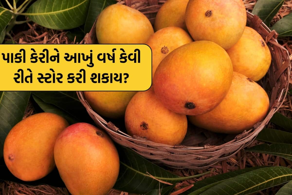 Mangoes Storage Tips: ફ્રિજ વગર આખું વર્ષ બગડશે નહીં કેરી! આ અનોખી ટ્રીકથી પકેલી કેરીનો સ્વાદ 12 મહિના સુધી માણો