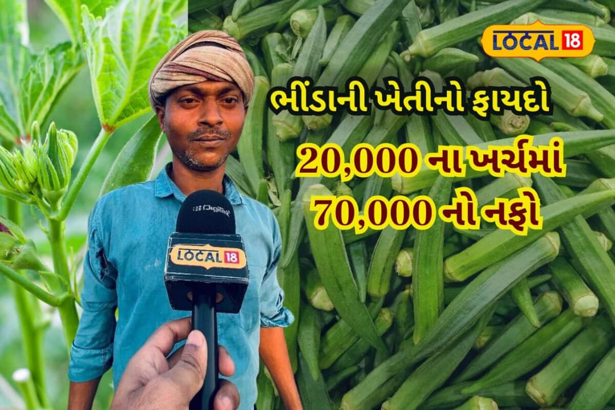 8 પાસ ખેડૂતની જબરી કમાણી! પોણા 2 વીઘામાં ભીંડાની ખેતીમાં 20 હજારનો ખર્ચ અને 70 હજારનો નફો