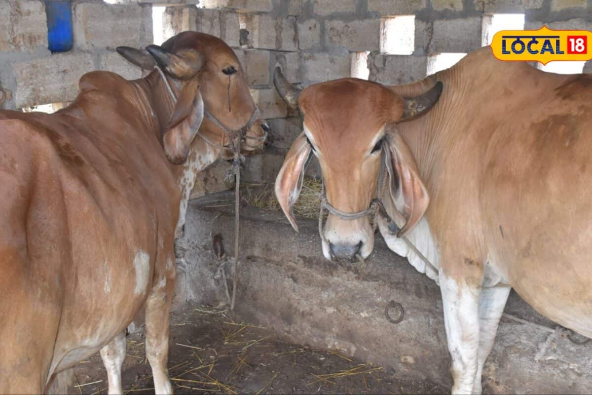 Best Desi Cow Breeds: કાળઝાળ ગરમી અને ઓછા ચારામાં ડોલ ભરીને દૂધ આપશે આ દેશી ગાય, જાણો ખાસિયત