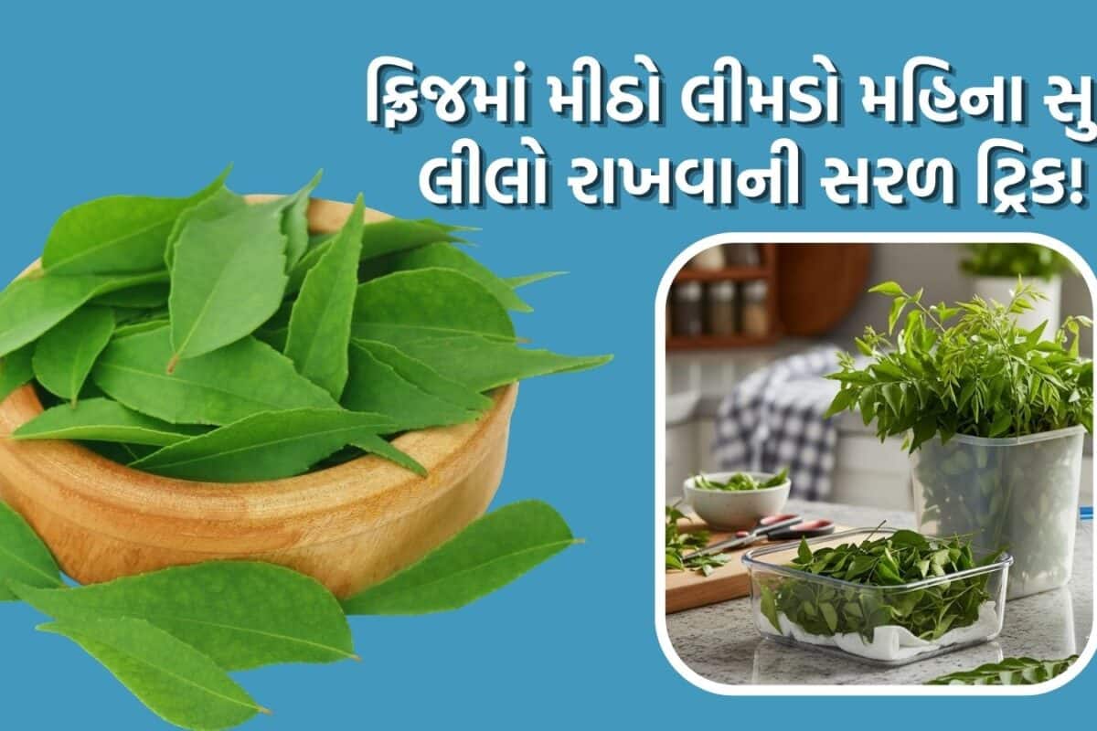 Curry leaves: ફ્રિજમાં રાખવા છતાં કાળો પડી જાય છે મીઠો લીમડો? આ 2 રીત મહિના સુધી કઢી પત્તાને રાખશે લીલાછમ
