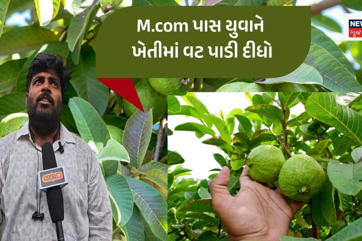 ભાઈ ભાઈ ખેતી તો આવી કરાય! જામફળની ખેતી કરી યુવકે ઈતિહાસ રચી દીધો, 2000 ઝાડમાંથી 1 કરોડનું ટર્નઓવર