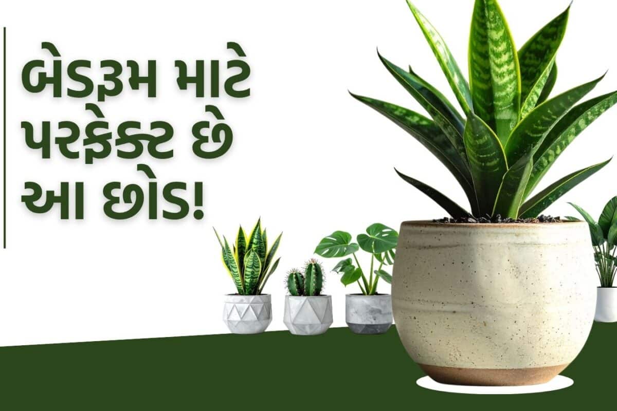 Indor Plant: રાતના સમયે પણ ઓક્સિજન છોડે છે આ પ્લાન્ટ, બેડરૂમમાં રાખો; મળશે એકદમ શુદ્ધ હવા