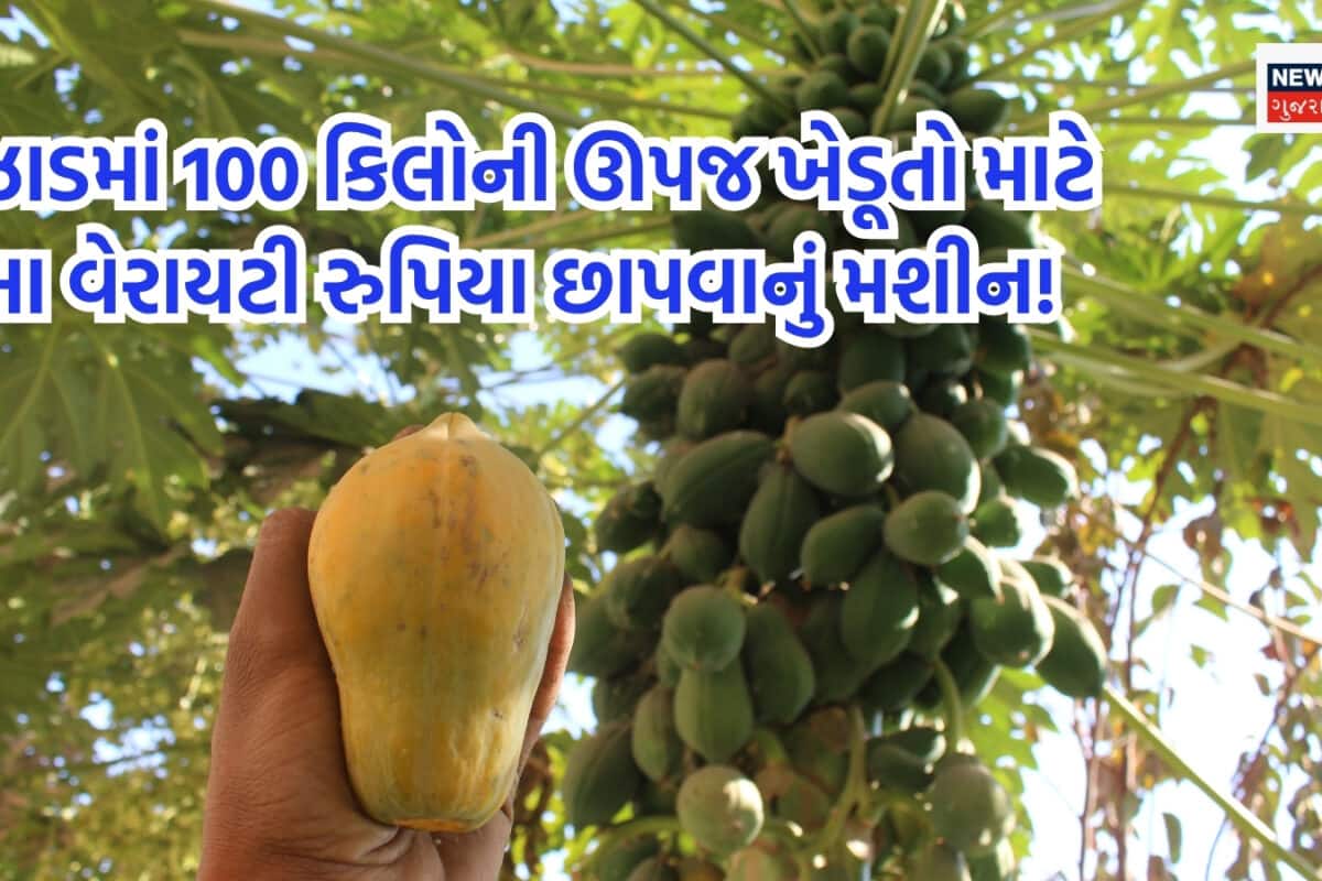 1-1 ઝાડ પર 100 કિલોની ઊપજ, આ ફ્રૂટની ખેતી એટલે ખેડૂતો માટે રુપિયા છાપવાનું મશીન