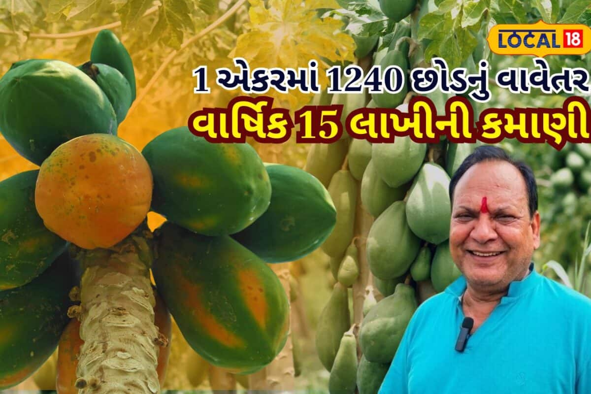 આ ખાસ પપૈયા વાવો! માત્ર 1 એકરમાં 1 લાખનું રોકાણ કરીને ખેડૂતે ઊભી કરી 15 લાખની કમાણી