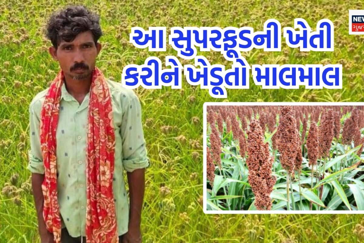Superfood millet Farming: હજારો વર્ષ જૂના સુપરફૂડની ખેતી કરીને ખેડૂતો બની રહ્યા છે લખપતિ, તમે પણ અજમાવી શકો