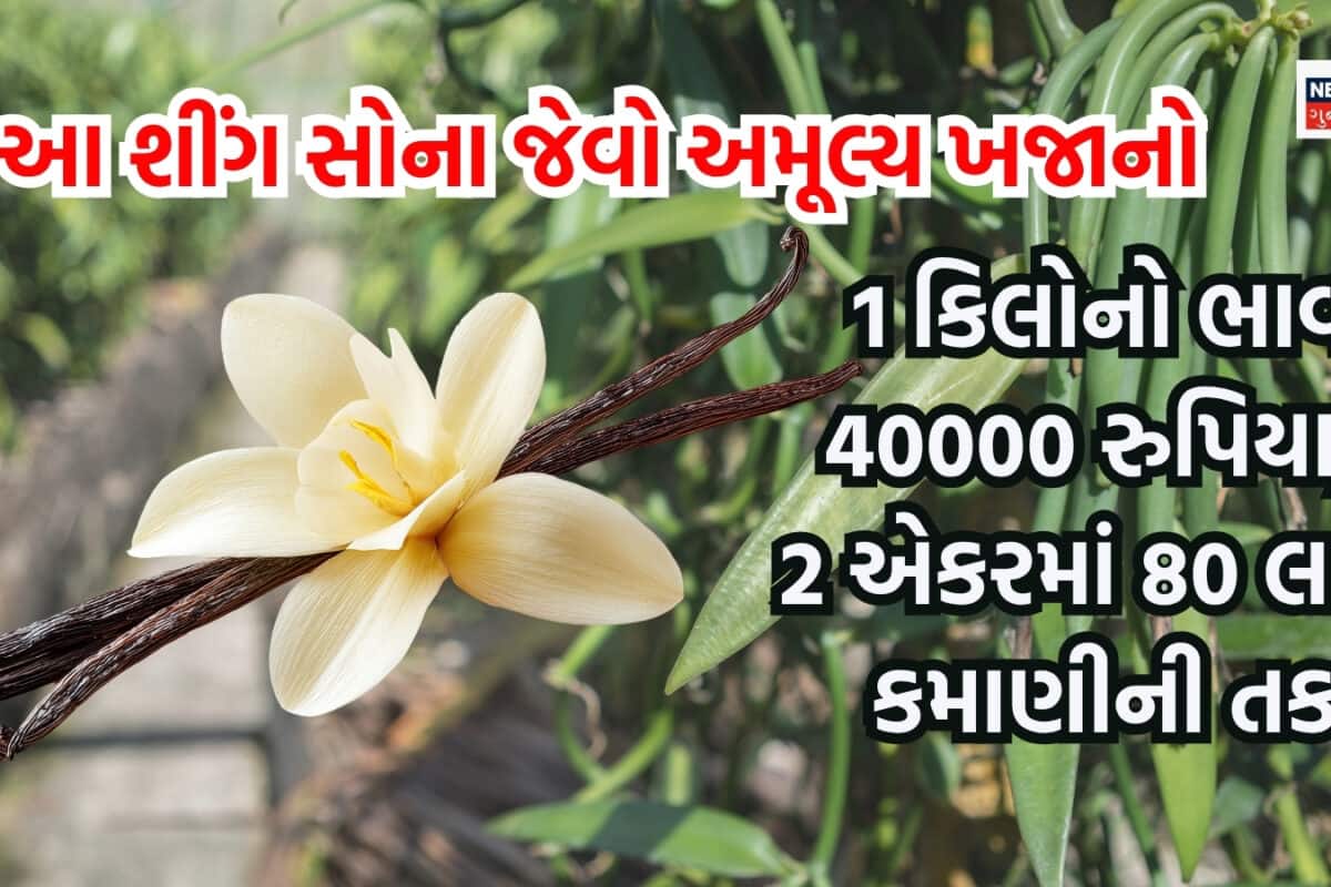 2 એકરમાં 200 કિલો ઊપજ; 1 કિલોનો ભાવ ₹40000, આ હિસાબે એક જ પાકમાં 80 લાખ છૂટે! આ ખેતી માટે ગુજરાતનું હવામાન પરફેક્ટ