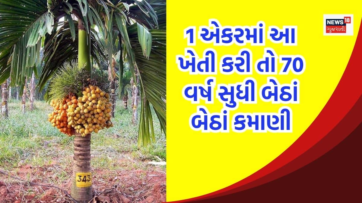 સોપારીની ખેતી: 1 એકરમાં કરોડોની કમાણી