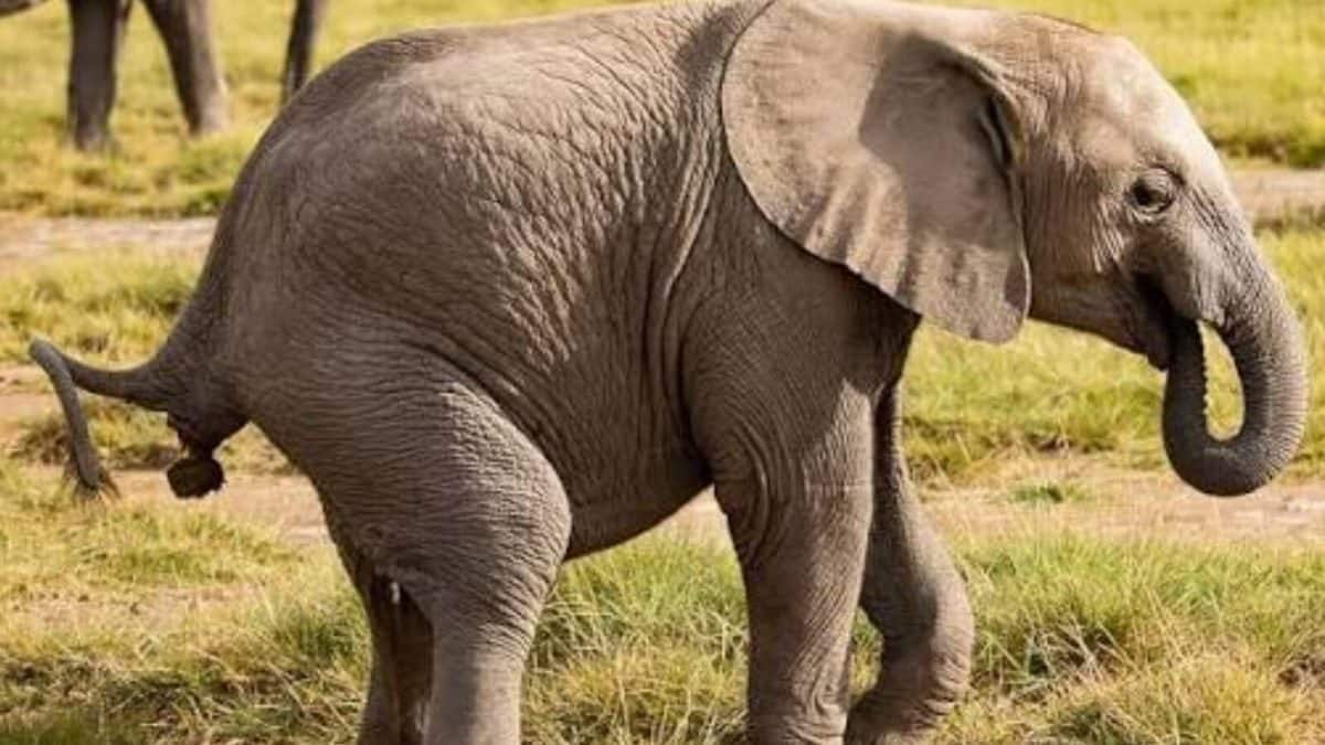માદા હાથી બચ્ચાના મળ પરથી પારખી લે છે બીમારી