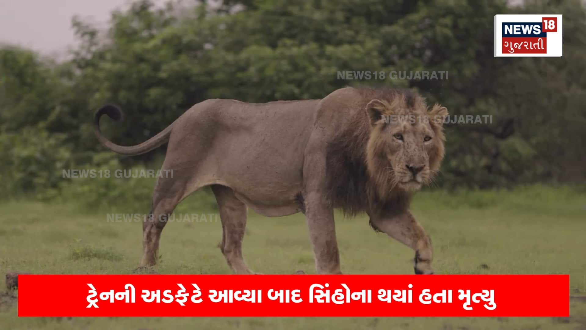 ગુજરાતમાં અહીં આવેલું છે વિશ્વનું એકમાત્ર સિંહ મંદિર, જાણો શું છે મંદિરનો ઇતિહાસ