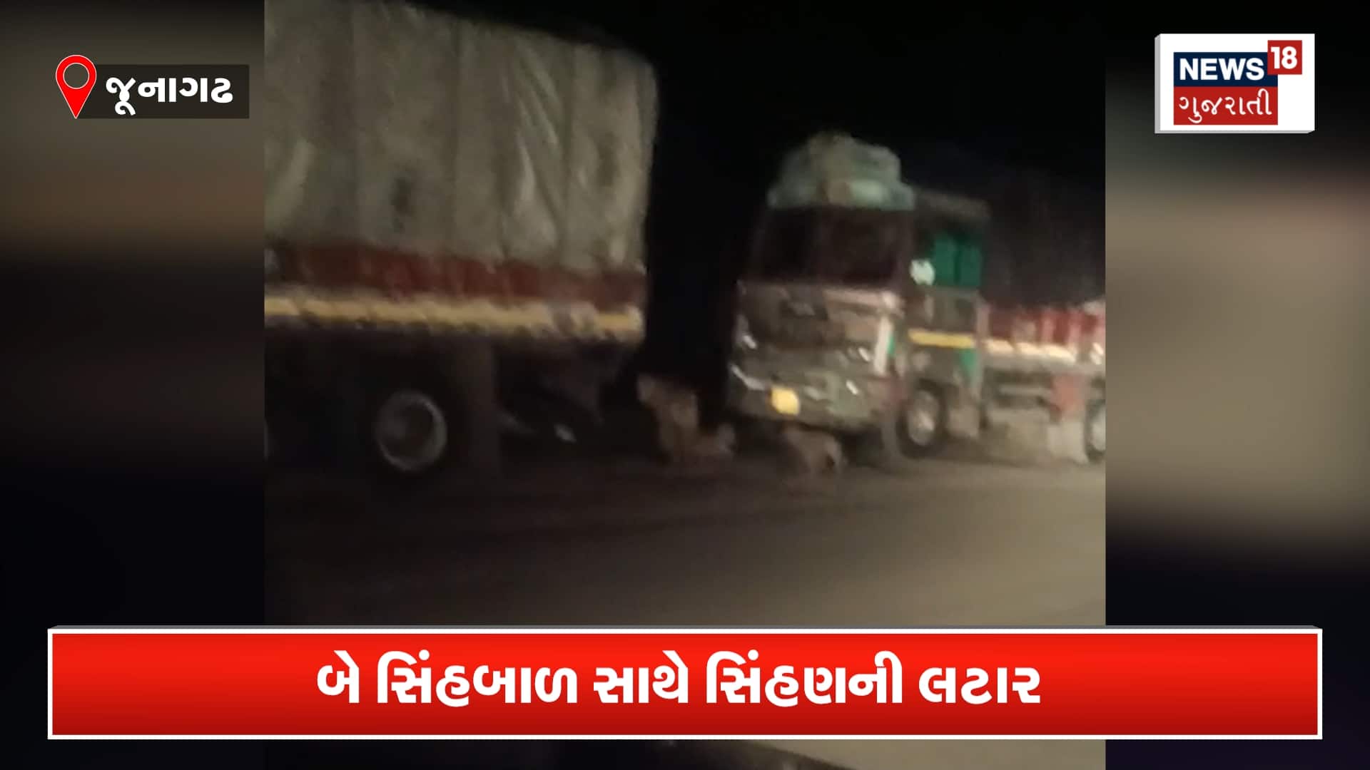 જૂનાગઢના ડુંગરપુર નજીક બે સિંહબાળ સાથે સિંહણની લટાર