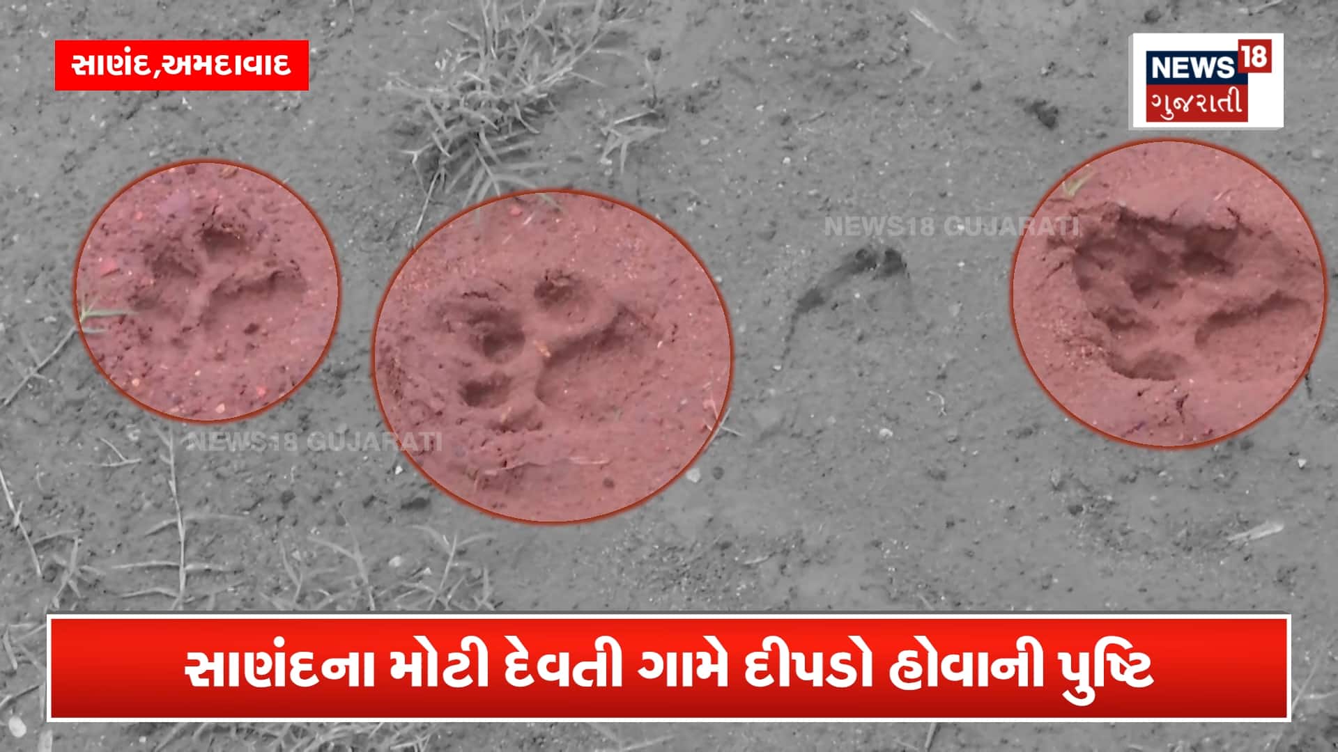 દીપડાના વાવડ મળ્યાં! સાણંદ નજીક સત્તાવાર પુષ્ટિ થતાં ચકચાર