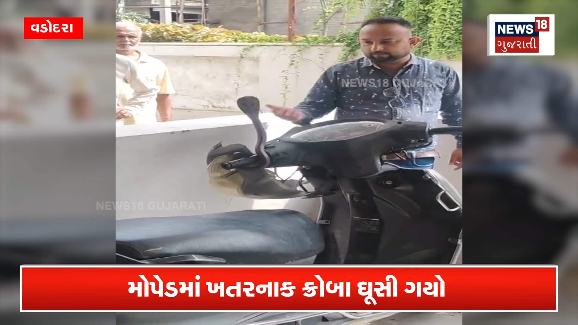 સ્કૂટર પર ફેણ માંડીને બેઠો કોબ્રા