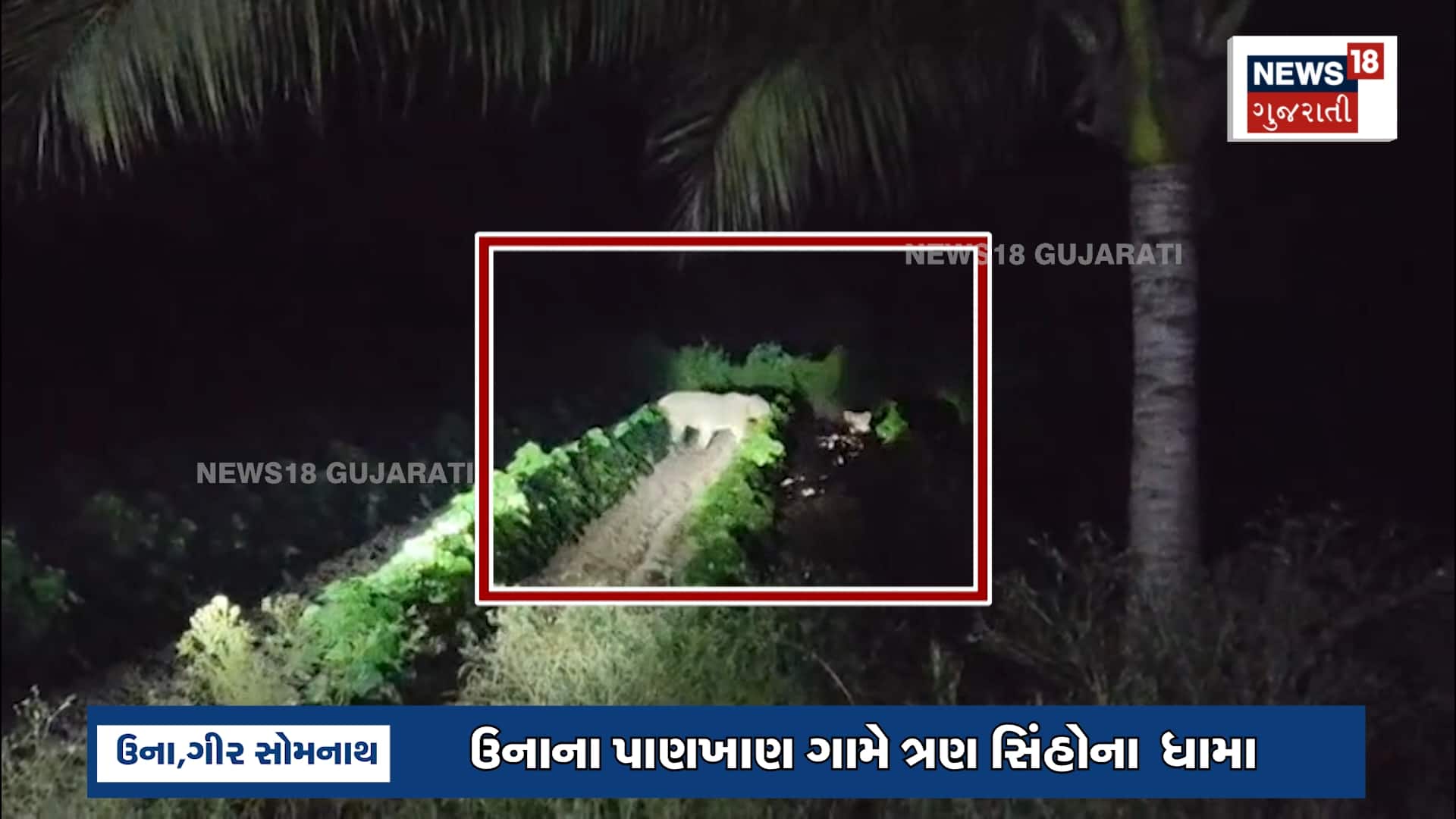 ઉનામાં ખેતરમાં ત્રણ સિંહના ધામા