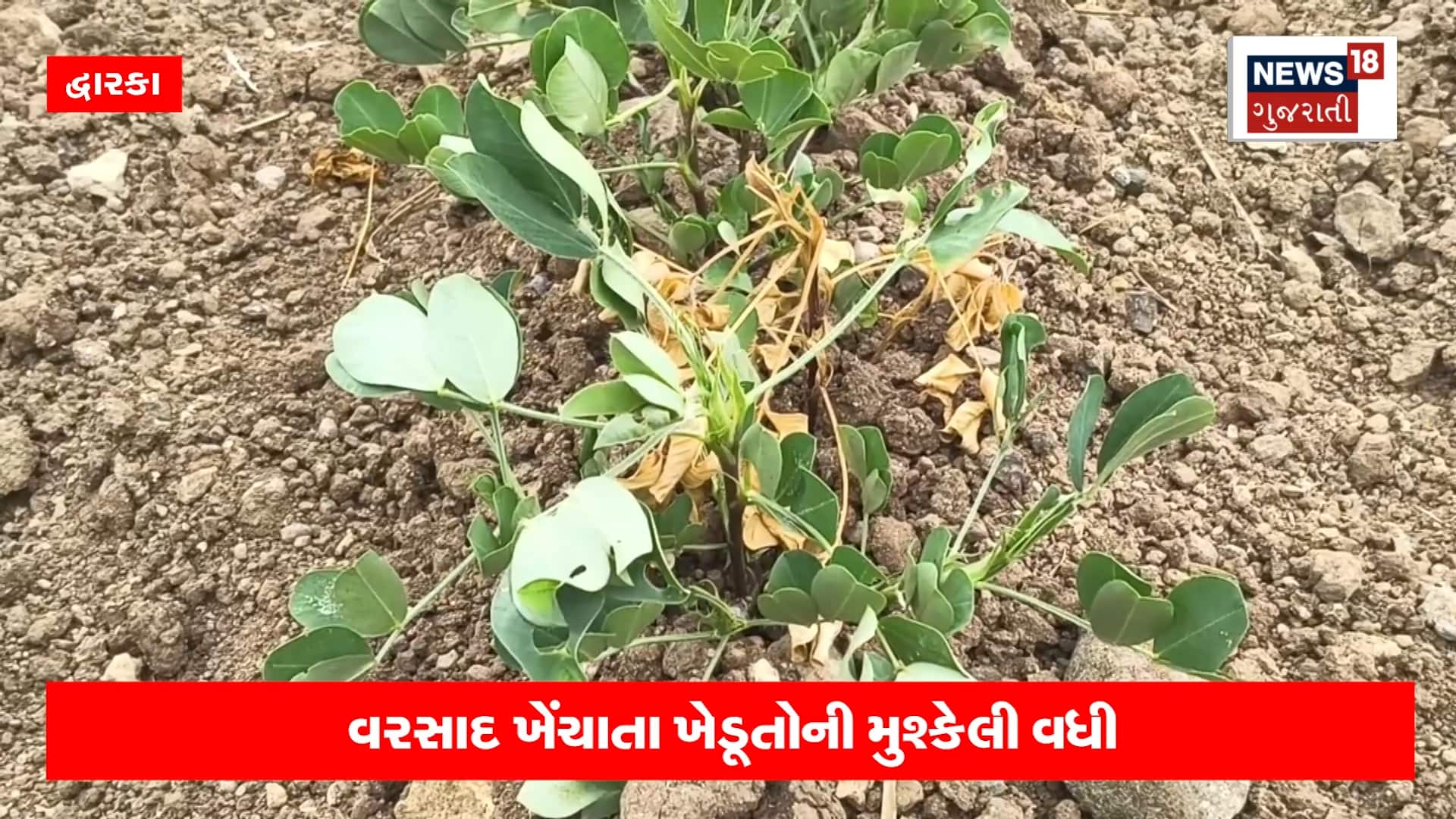 ખેડૂત બનવું સહેલું નથી ! રોકાણ સામે રિટર્નની ક્યારેય કોઈ ગેરેન્ટી નહીં