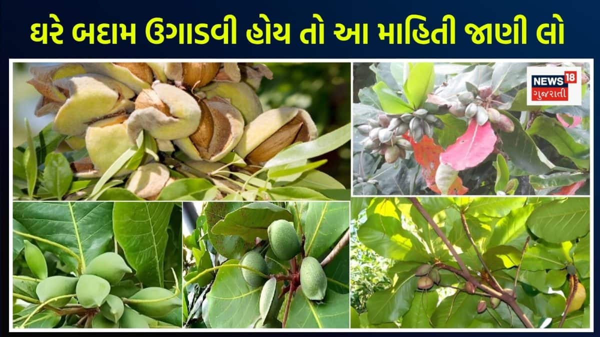 ઘરે કૂંડામાં બદામનો છોડ કેવી રીતે ઉગાડવો?
