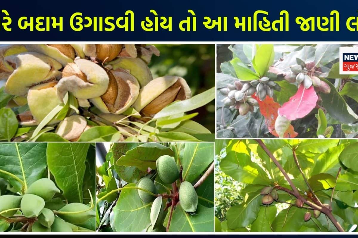 Almond Growing Tips: બહારથી ખરીદવાની જરૂર નથી, આ રીતે ઘરે જ ઉગાડો અફઘાનિસ્તાનની પ્રખ્યાત બદામ, રીત ખૂબ જ સરળ છે