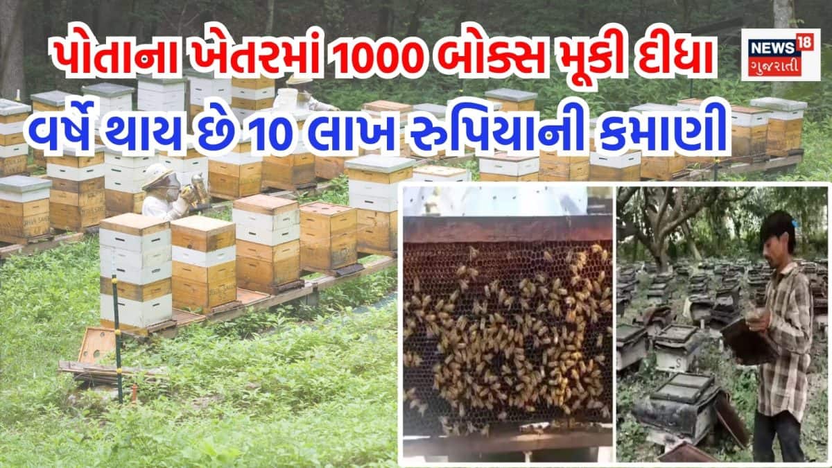 મધમાખી ઉછેરથી વાર્ષિક 10 લાખની કમાણી