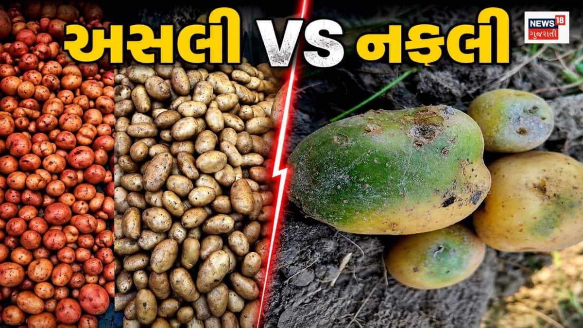 બટાટા ખરીદતી વખતે આ ટિપ્સ અપનાવો, નકલી બટાટાની ઓળખ કરો