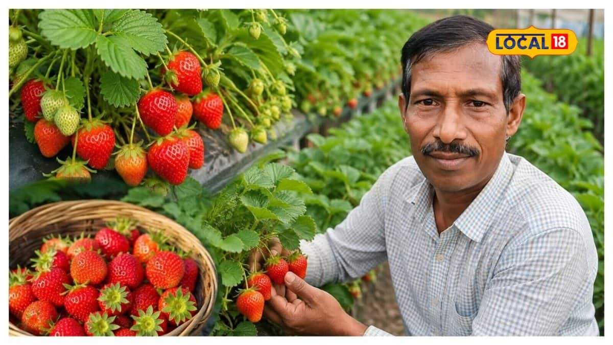 પૂર્ણિયામાં સ્ટ્રોબેરી ખેતી: 6 મહિનામાં 7 લાખ નફો