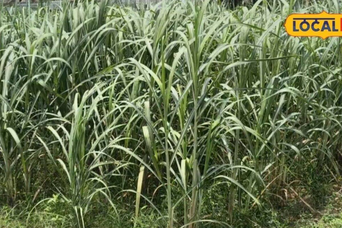 Sugarcane Farming :શું શેરડીનો ઉપરનો ભાગ કરમાઈ રહ્યો છે? આ રીત બચાવશે પાક, જાણો અહીં