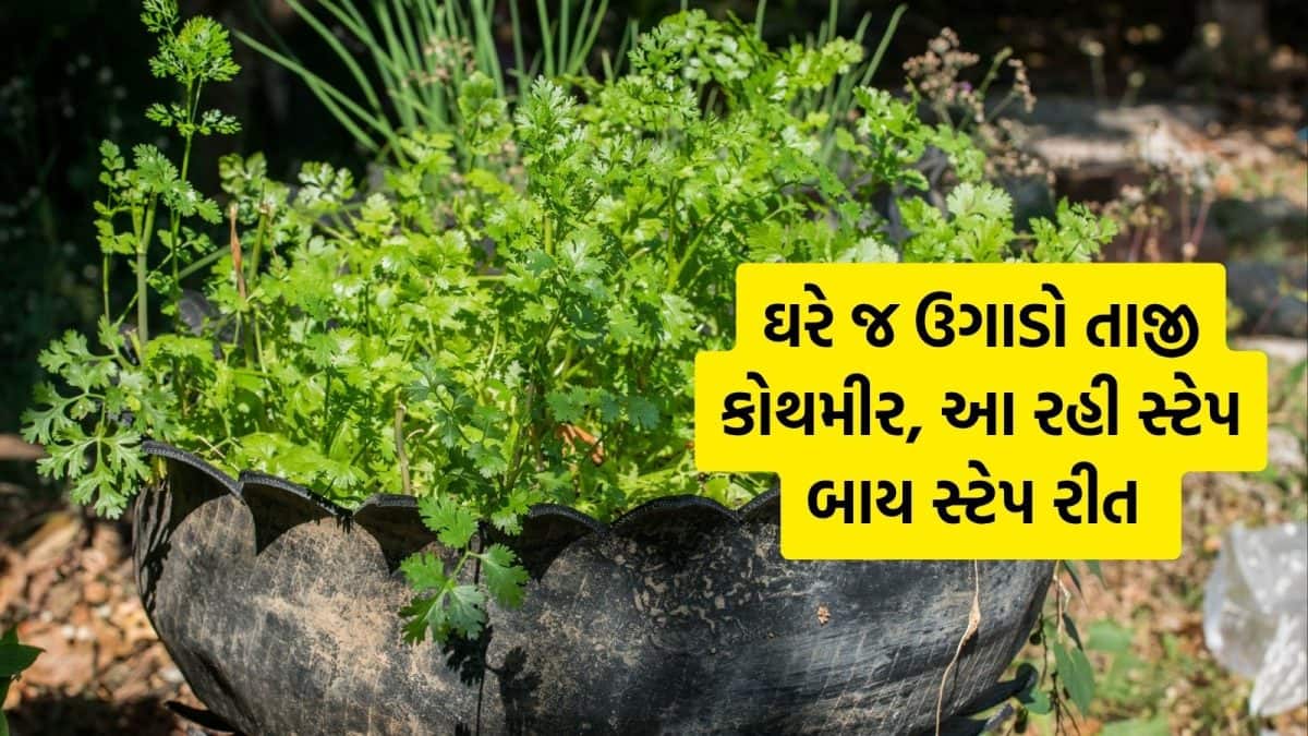 ઘરે કુંડામાં ઓર્ગેનિક કોથમીર ઉગાડવાની સરળ રીત