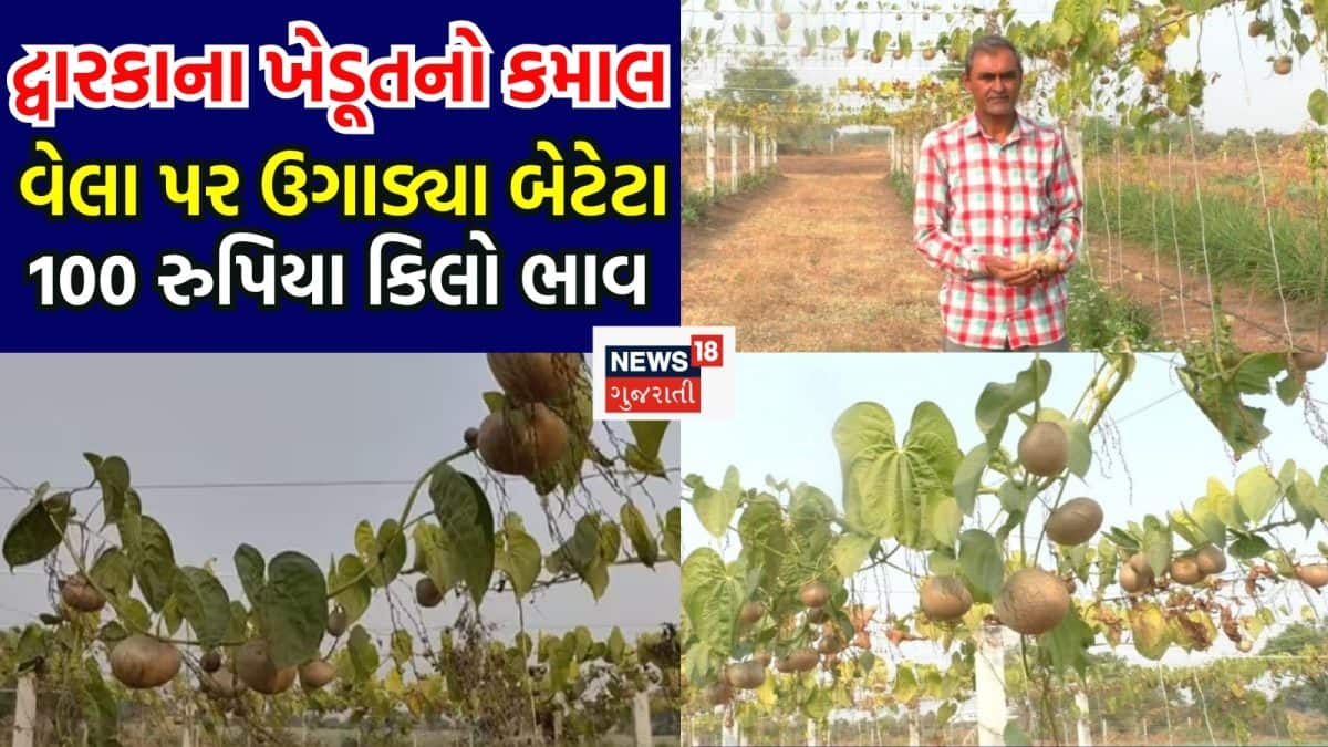 દ્વારકાના ખેડૂતે એર પોટેટો ઉગાડી મેળવ્યો 100 રૂપિયા કિલો ભાવ