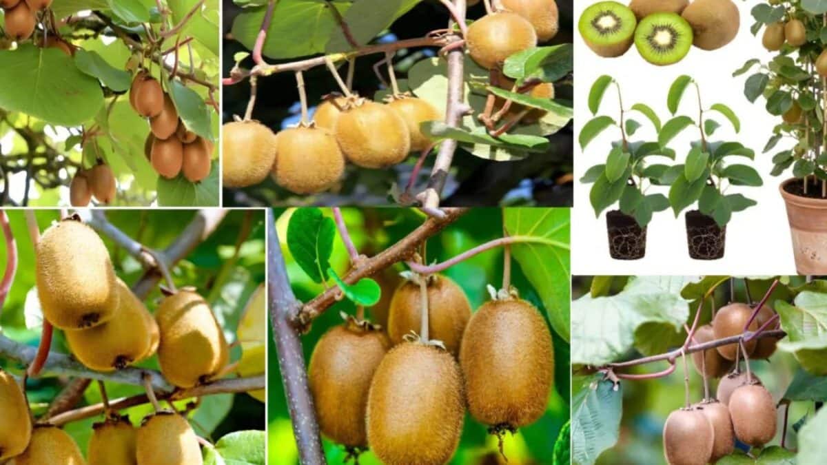ઘરે કૂંડામાં કીવીના છોડ ઉગાડવાની સંપૂર્ણ માહિતી