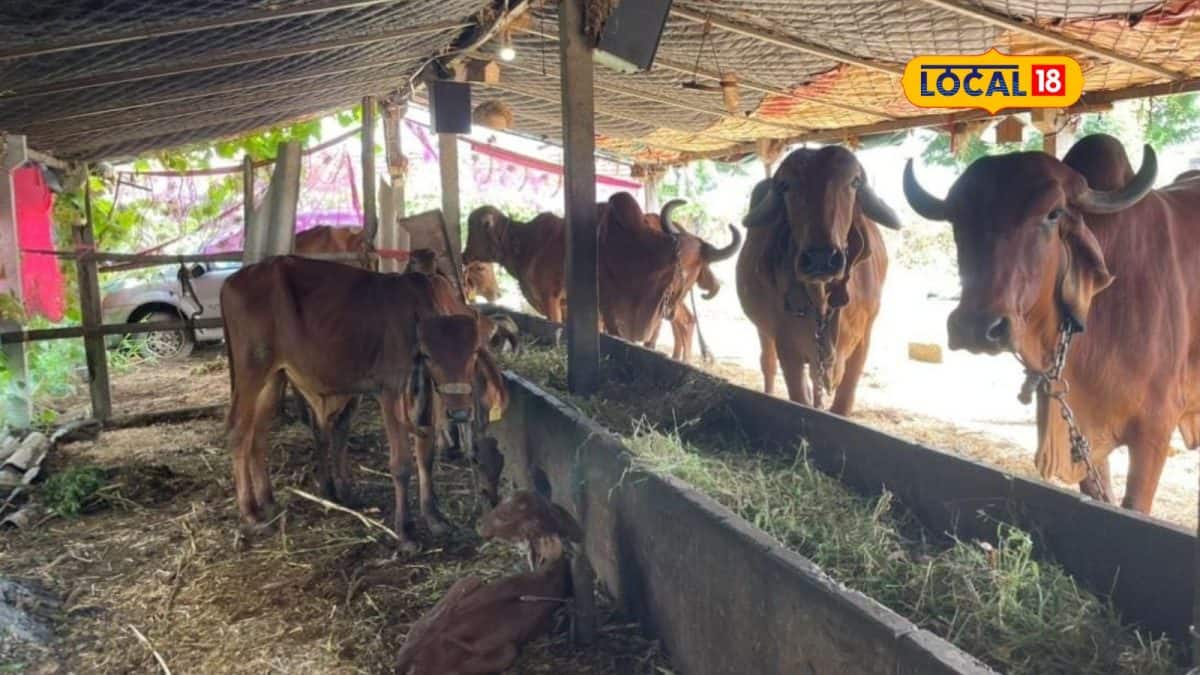 વિયાણ બાદ ગર્ભાશયના સોજા માટે નિષ્ણાતની સલાહ