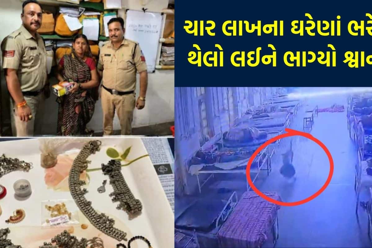 VIDEO: હોસ્પિટલમાંથી 4 લાખના ઘરેણાં ભરેલો થેલો ઉપાડી ગયો શ્વાન! પોલીસે CCTV ચેક કરતા ખુલ્યું રહસ્ય
