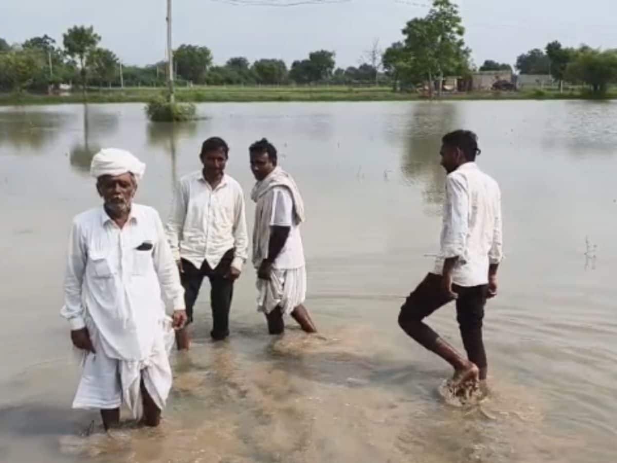 ભારે વરસાદ બાદ હજુ પણ ખેતરોમાં પાણી ભરાયેલા, પાકને મોટું નુકસાન | બનાસકાંઠા  - News18 Gujarati