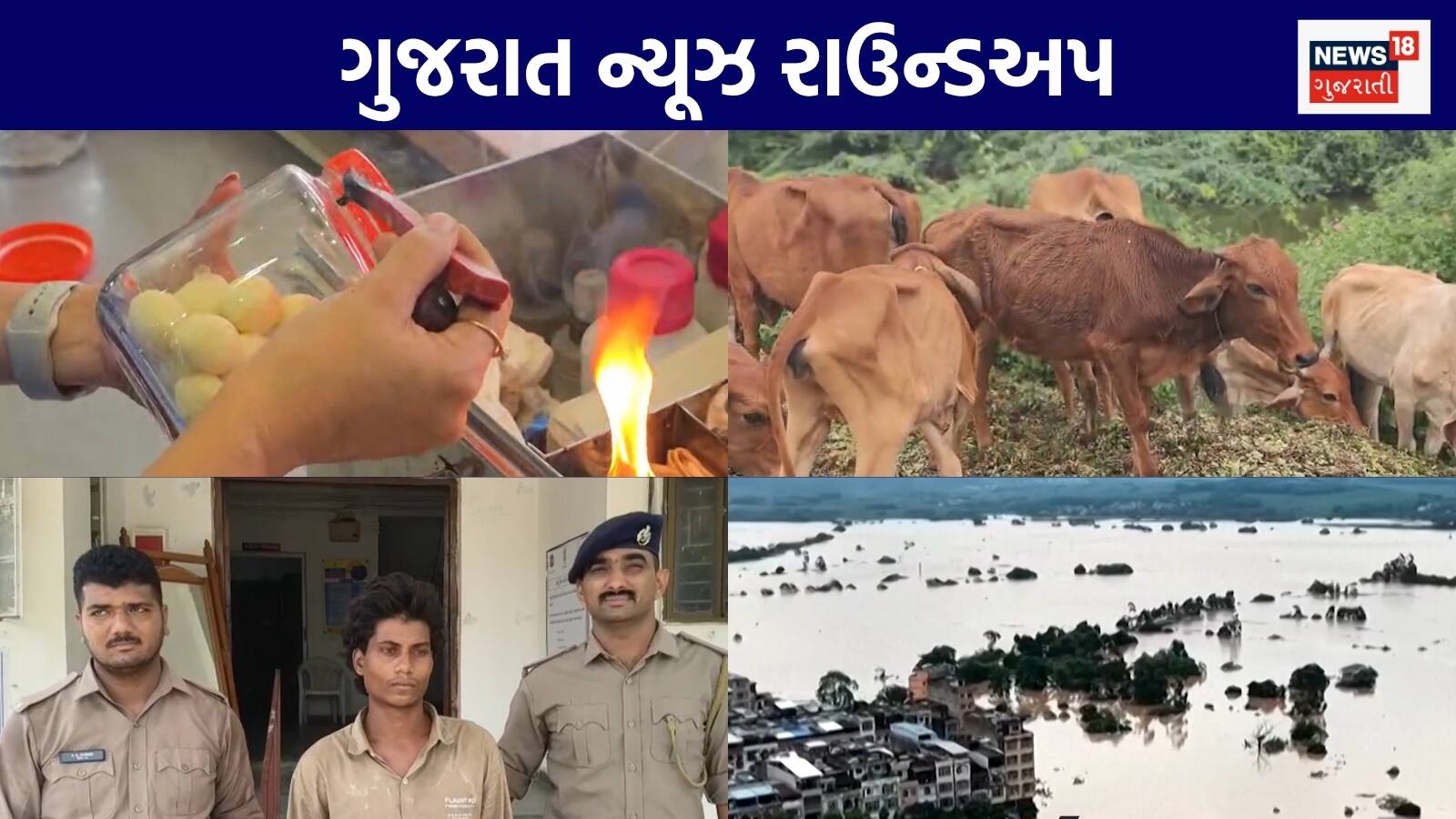 Gujarat News Live: વરસાદ ખેંચાતા ખેડૂતો પાક પશુઓને ચરાવી દીધો | બનાસકાંઠામાં કોંગો ફીવરના લક્ષણો દેખાયા | અંધશ્રદ્ધામાં બાળકની હત્યા | ગુજરાતના અન્ય સમાચાર