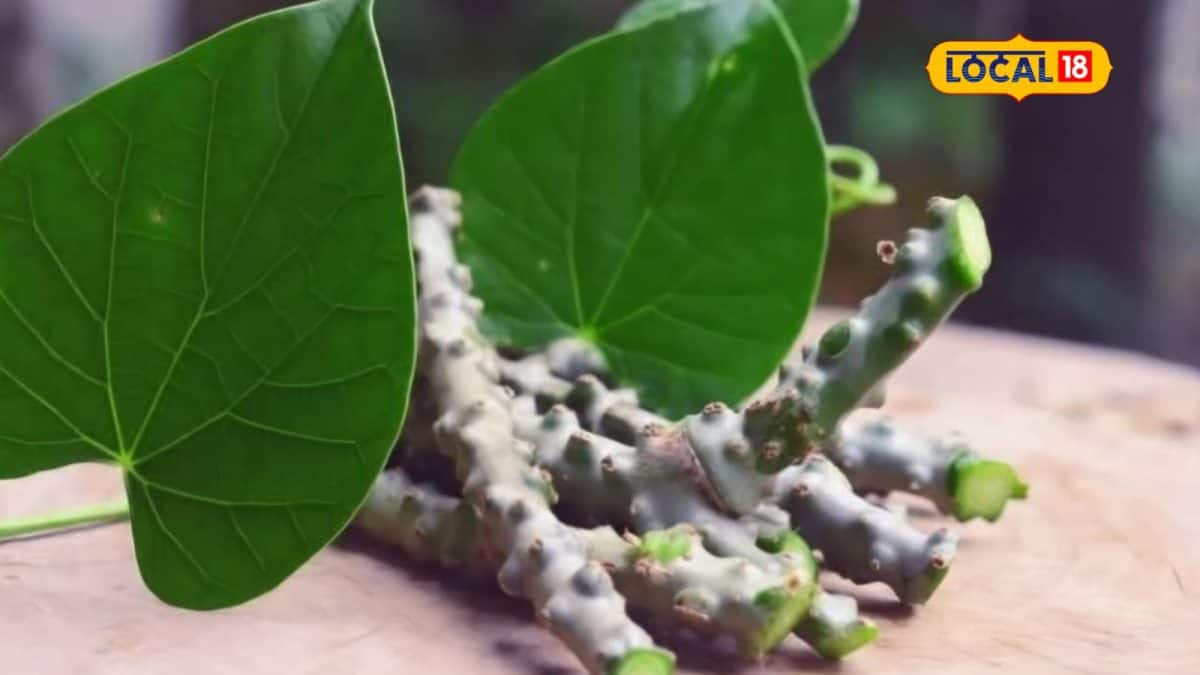 ગળો: રોગપ્રતિકારક શક્તિ અને ડેન્ગ્યુમાં રામબાણ ઔષધિ