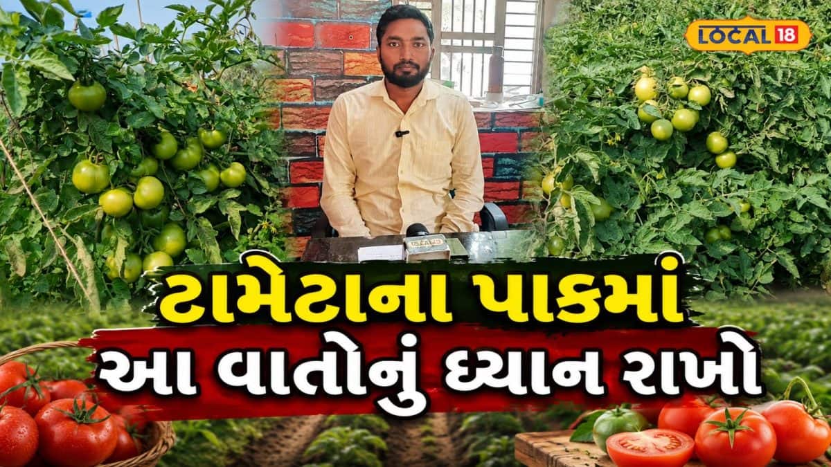 વરસાદમાં ટામેટાના પાકની સંભાળ માટે નિષ્ણાતની સલાહ