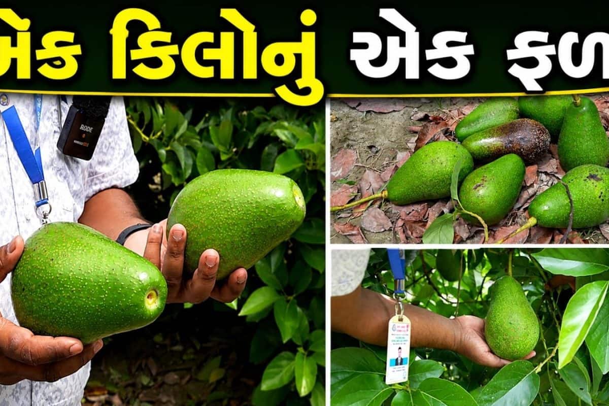 ભારતમાં અહીં ઉગવા લાગ્યા બટર ફ્રૂટ, કૃષિ યુનિવર્સિટીના વૈજ્ઞાનિકોએ નવો ઈતિહાસ રચી દીધો