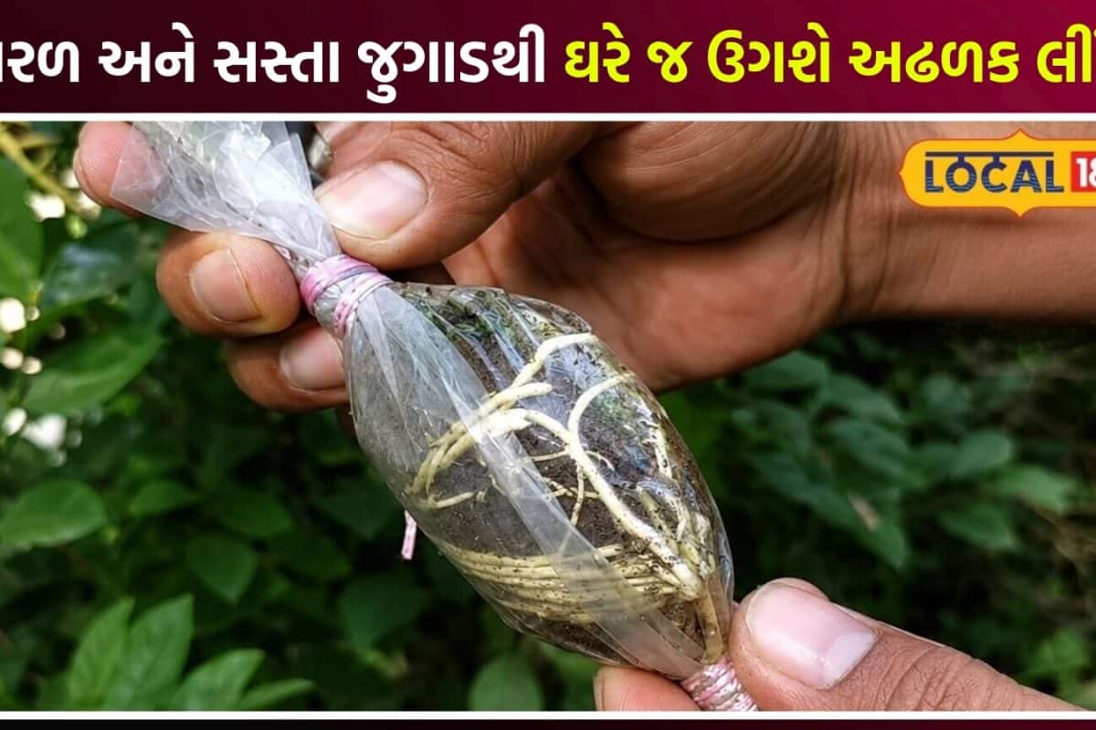 Lemon Farming: નર્સરીમાંથી મોંઘા છોડ ખરીદવાની જરૂર નથી, ઘરે જ મફતમાં ઉગાડો લીંબુનો છોડ, લીંબુથી ભરાઈ જશે ડાળીઓ