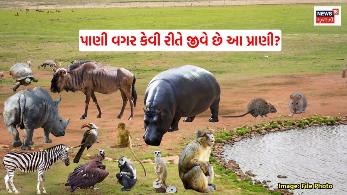 કાંગારુ રેટ: આખી જિંદગી પાણી પીધા વગર જીવતું પ્રાણી