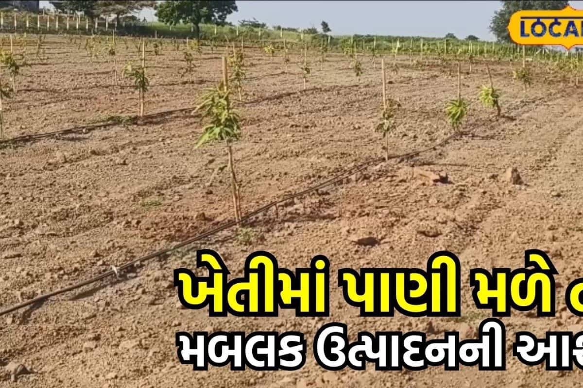 સાવરકુંડલાના મેવાસા સહિત આસપાસનાં ગામોમાં પિયત પાણીનો અભાવ, સૌની યોજના મારફતે પાણી પહોંચાડવા ખેડૂતોની માંગ