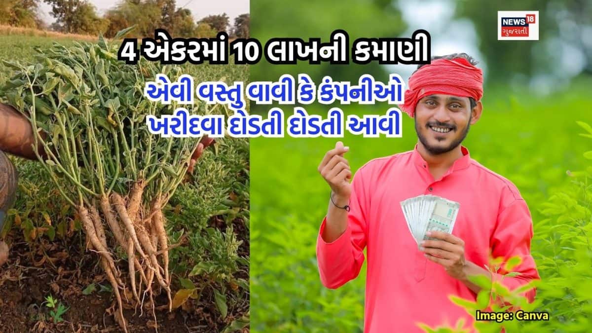 અશ્વગંધા ખેતીથી ખેડૂતને 4 એકરમાં 10 લાખની કમાણી