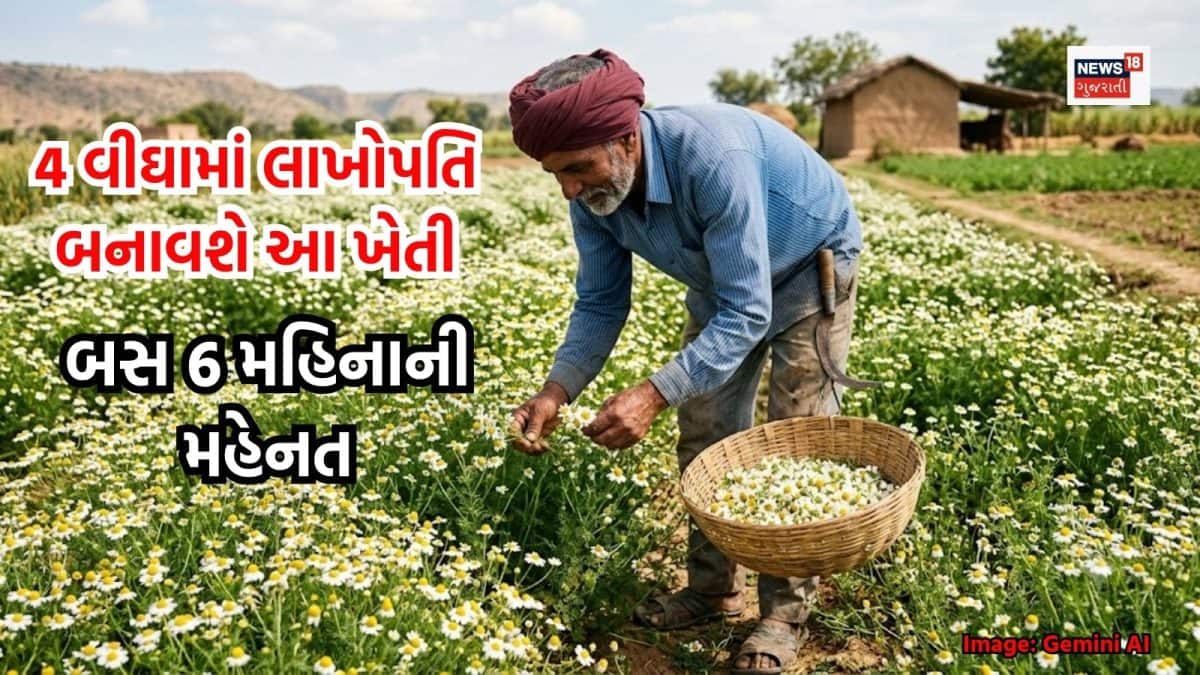 કેમોમાઈલ ફૂલની ખેતી: 6 મહિનામાં લાખોની કમાણી