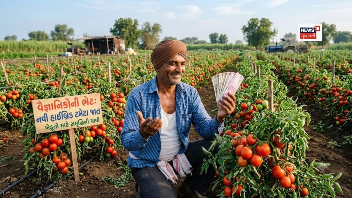 ICARની નવી ટમેટા હાઇબ્રિડ જાત ખેડૂતો માટે વરદાન