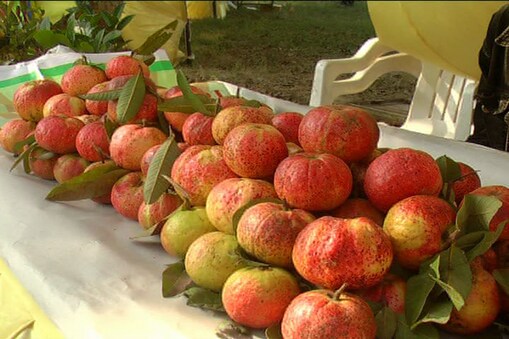 الہ آباد : امرود کو ماہر نباتات صحت کے لحاظ سے سیب سے بھی زیادہ فائدہ مند بتاتے ہیں۔ان کے مطابق اس میں فائبر اور آئرن کے علاوہ وٹامن ای ، بی اور سی کثیر مقدار میں پائے جاتے ہیں۔ سردیوں میں اس کا روزانہ استعمال جہاں دل کے مریضوں کیلئے مفید ہے ، وہیں یہ پیٹ کے امراض، موٹاپے اور کھانسی کے لیے بھی سودمند ہے ۔