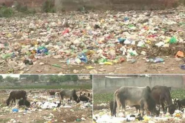 ہریانہ : ہریانہ میں بھی گندگی کی صورتحال بد سے بدتر ہے۔ کرنال کی بات کریں تو صفائی کے نام پر خصوصی بیداری دیکھنے کو نہیں مل رہی ہے۔ شہر میں گندگی کے ڈھیر اور ان ڈھیروں پر جانور ہر جگہ دیکھے جا سکتے ہیں۔ (تصویر : راہل مہاجن) ۔ ہریانہ : ہریانہ میں بھی گندگی کی صورتحال بد سے بدتر ہے۔ کرنال کی بات کریں تو صفائی کے نام پر خصوصی بیداری دیکھنے کو نہیں مل رہی ہے۔ شہر میں گندگی کے ڈھیر اور ان ڈھیروں پر جانور ہر جگہ دیکھے جا سکتے ہیں۔ (تصویر : راہل مہاجن) ۔