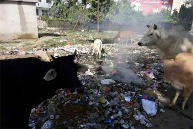 اتر پردیش : لکھنؤ سے آئی ان تصاویر کو دیکھ کر لگتا ہے کہ ملک کو صاف بنانے کے خواب کے ساتھ شروع وزیر اعظم مودی کی سوچھ بھارت مہم گویا تھم سی گئی ہے۔ اتر پردیش میں 10 سے زیادہ شہر اسمارٹ سٹی کی لسٹ میں شامل ہیں، لیکن یہاں گندگی کا انبار دیکھ کر ایک بڑا سوال کھڑا ہوتا ہے کہ کس طرح سے گندگی میں ڈوبا یہ شہر اسمارٹ سٹی بن پائے گا۔(تصویر : نوین لال سوری ) ۔ اتر پردیش : لکھنؤ سے آئی ان تصاویر کو دیکھ کر لگتا ہے کہ ملک کو صاف بنانے کے خواب کے ساتھ شروع وزیر اعظم مودی کی سوچھ بھارت مہم گویا تھم سی گئی ہے۔ اتر پردیش میں 10 سے زیادہ شہر اسمارٹ سٹی کی لسٹ میں شامل ہیں، لیکن یہاں گندگی کا انبار دیکھ کر ایک بڑا سوال کھڑا ہوتا ہے کہ کس طرح سے گندگی میں ڈوبا یہ شہر اسمارٹ سٹی بن پائے گا۔(تصویر : نوین لال سوری ) ۔
