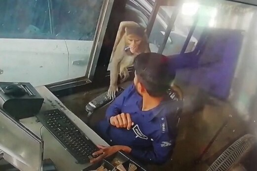 ویڈیو: کانپور کا لٹیرا بندر، ٹول بوتھ سے اڑا لے گیا نوٹوں کی گڈی ویڈیو: کانپور کا لٹیرا بندر، ٹول بوتھ سے اڑا لے گیا نوٹوں کی گڈی
