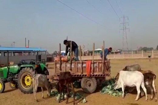 مدھیہ پردیش: ناراض کسانوں نے جانوروں کو کھلائیں اپنی سبزیاں، لاک ڈاون کی سختی سے کسان پریشان مدھیہ پردیش: ناراض کسانوں نے جانوروں کو کھلائیں اپنی سبزیاں، لاک ڈاون کی سختی سے کسان پریشان